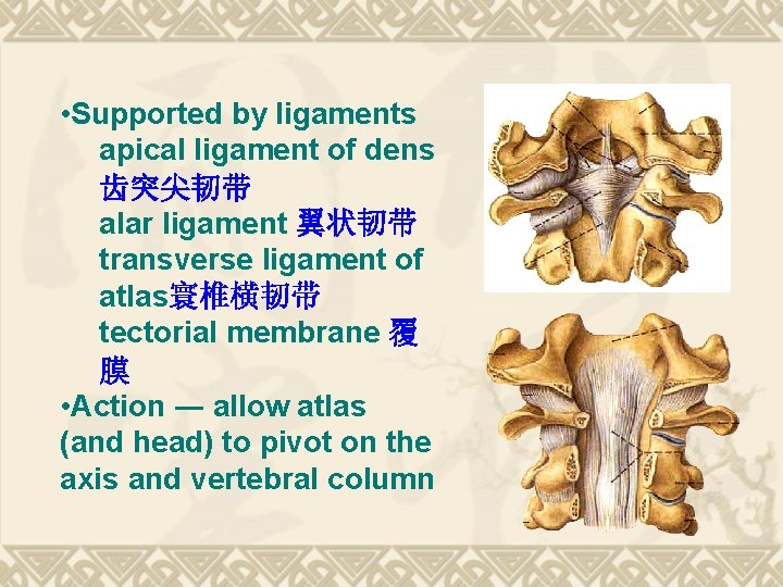 • Supported by ligaments apical ligament of dens 齿突尖韧带 alar ligament 翼状韧带 transverse