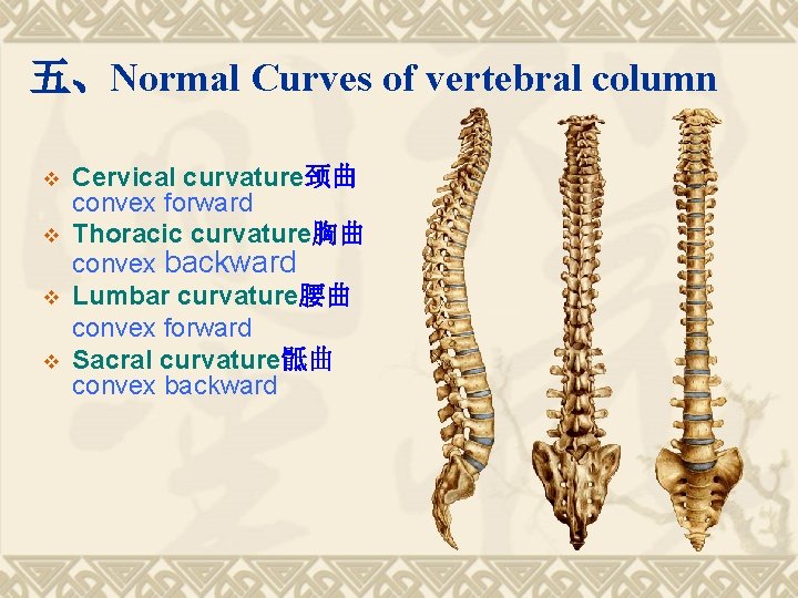 五、Normal Curves of vertebral column v v Cervical curvature颈曲 convex forward Thoracic curvature胸曲 convex