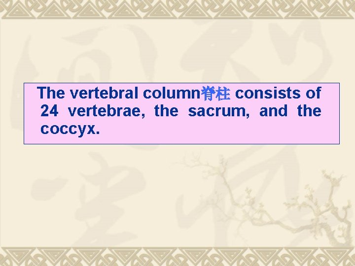 The vertebral column脊柱 consists of 24 vertebrae, the sacrum, and the coccyx. 