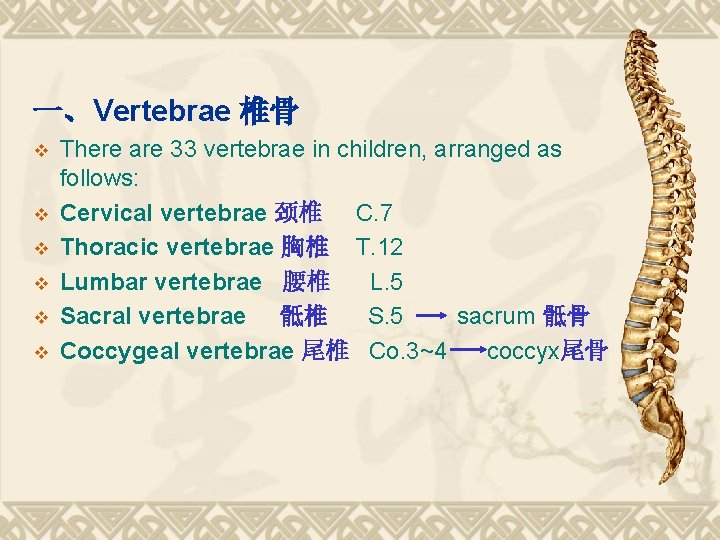 一、Vertebrae 椎骨 v v v There are 33 vertebrae in children, arranged as follows: