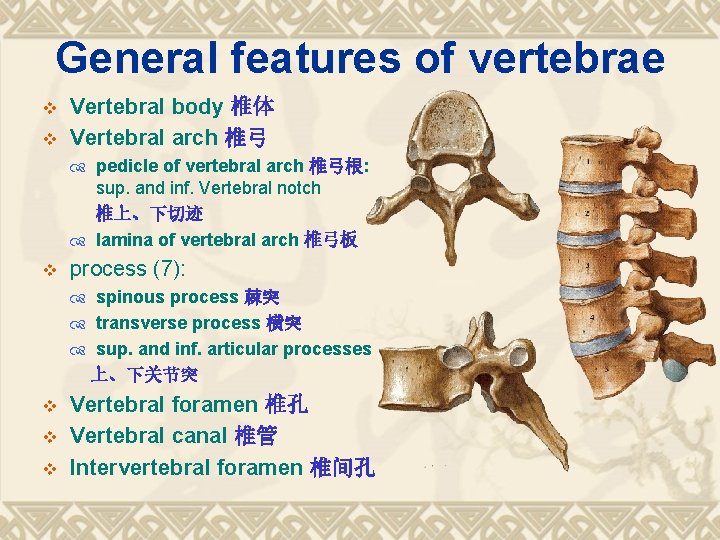 General features of vertebrae v v Vertebral body 椎体 Vertebral arch 椎弓 pedicle of