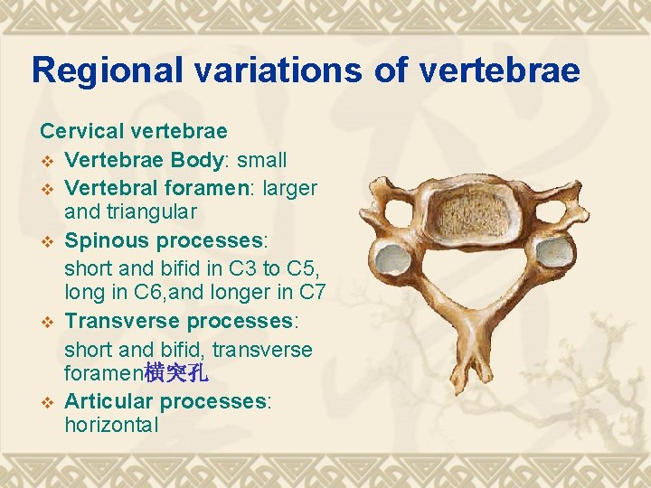 Regional variations of vertebrae Cervical vertebrae v Vertebrae Body: small v Vertebral foramen: larger