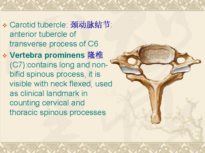 Carotid tubercle: 颈动脉结节: anterior tubercle of transverse process of C 6 v Vertebra prominens