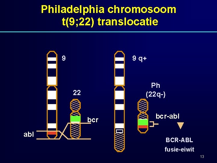 Philadelphia chromosoom t(9; 22) translocatie 9 9 q+ Ph (22 q-) 22 bcr abl