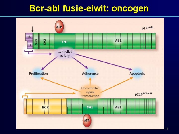 Bcr-abl fusie-eiwit: oncogen 14 