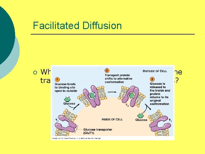 Facilitated Diffusion ¡ What do we specifically know about the transport of glucose in