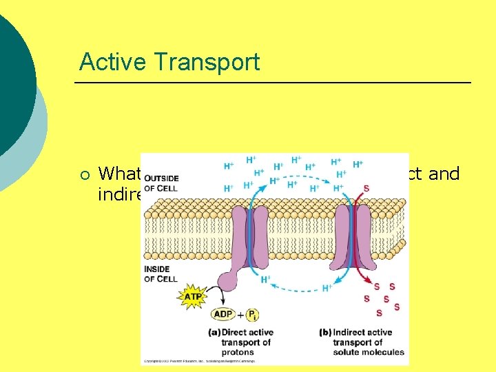 Active Transport ¡ What is the difference between direct and indirect active transport? 