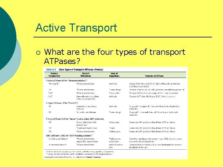 Active Transport ¡ What are the four types of transport ATPases? 
