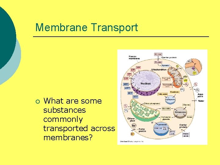 Membrane Transport ¡ What are some substances commonly transported across membranes? 