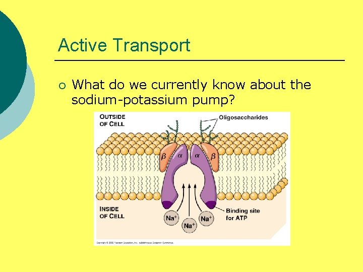 Active Transport ¡ What do we currently know about the sodium-potassium pump? 