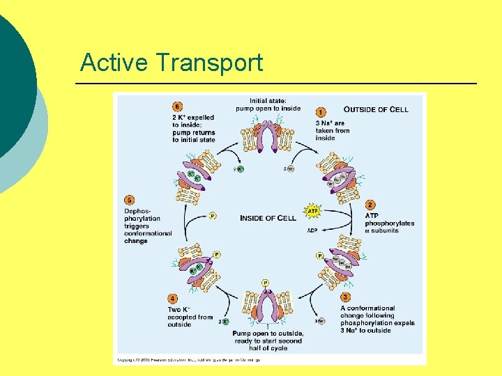 Active Transport 