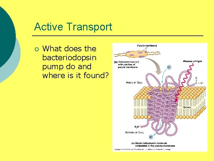 Active Transport ¡ What does the bacteriodopsin pump do and where is it found?