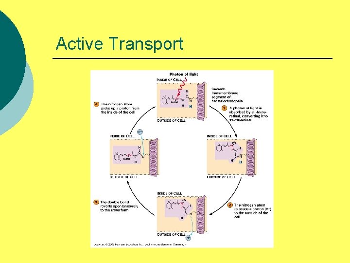 Active Transport 