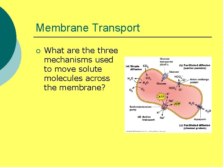Membrane Transport ¡ What are three mechanisms used to move solute molecules across the