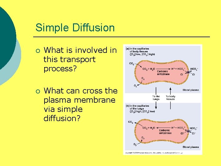 Simple Diffusion ¡ What is involved in this transport process? ¡ What can cross
