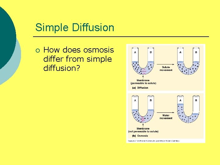 Simple Diffusion ¡ How does osmosis differ from simple diffusion? 