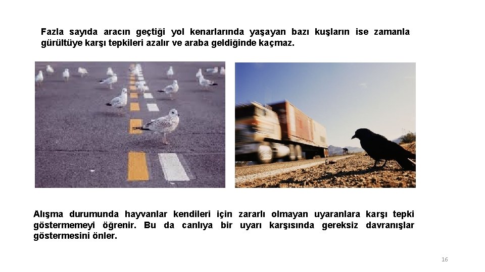 Fazla sayıda aracın geçtiği yol kenarlarında yaşayan bazı kuşların ise zamanla gürültüye karşı tepkileri