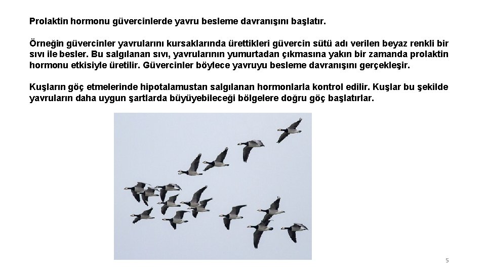 Prolaktin hormonu güvercinlerde yavru besleme davranışını başlatır. Örneğin güvercinler yavrularını kursaklarında ürettikleri güvercin sütü