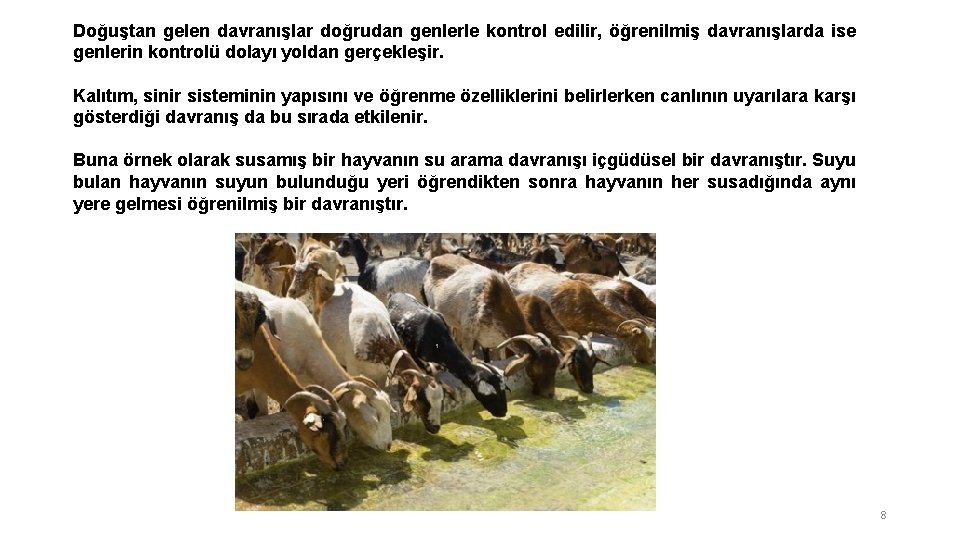 Doğuştan gelen davranışlar doğrudan genlerle kontrol edilir, öğrenilmiş davranışlarda ise genlerin kontrolü dolayı yoldan