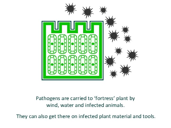 Pathogens are carried to ‘fortress’ plant by wind, water and infected animals. They can
