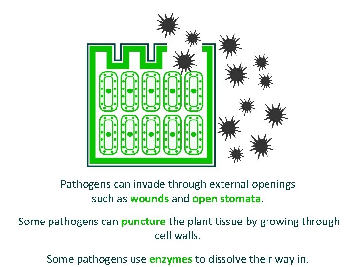 Pathogens can invade through external openings such as wounds and open stomata. Some pathogens