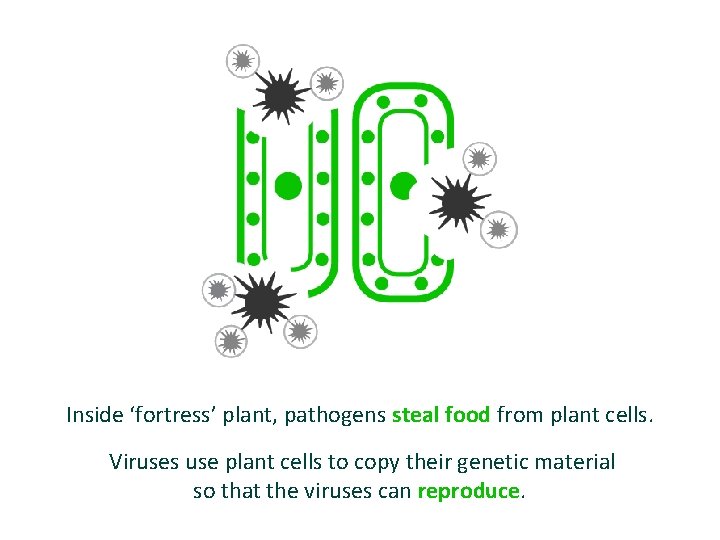 Inside ‘fortress’ plant, pathogens steal food from plant cells. Viruses use plant cells to