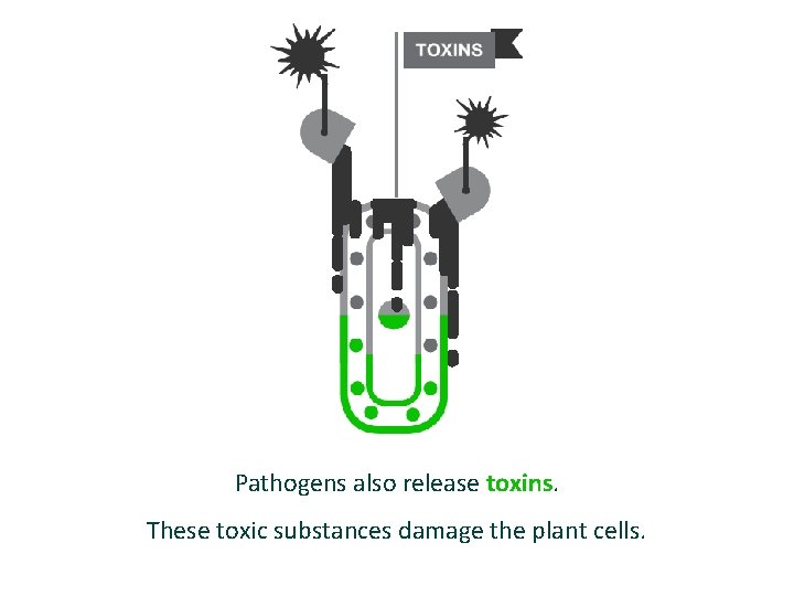 Pathogens also release toxins. These toxic substances damage the plant cells. 