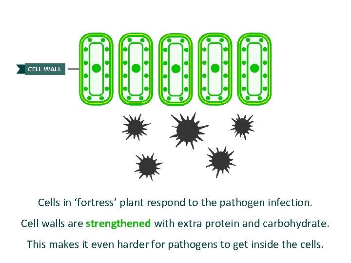 Cells in ‘fortress’ plant respond to the pathogen infection. Cell walls are strengthened with