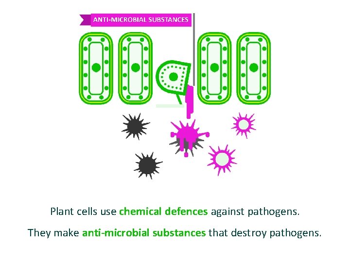 Plant cells use chemical defences against pathogens. They make anti-microbial substances that destroy pathogens.
