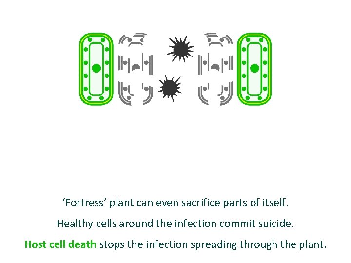 ‘Fortress’ plant can even sacrifice parts of itself. Healthy cells around the infection commit