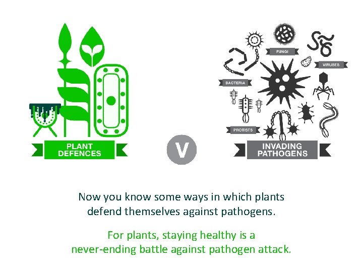 Now you know some ways in which plants defend themselves against pathogens. For plants,