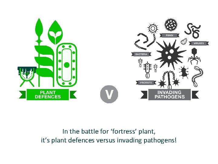 In the battle for ‘fortress’ plant, it’s plant defences versus invading pathogens! 
