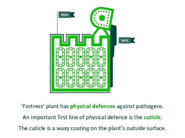 ‘Fortress’ plant has physical defences against pathogens. An important first line of physical defence