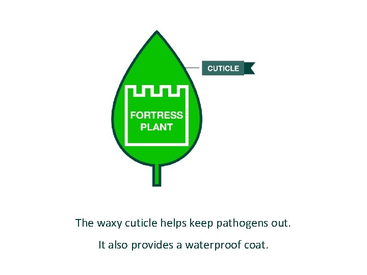 The waxy cuticle helps keep pathogens out. It also provides a waterproof coat. 