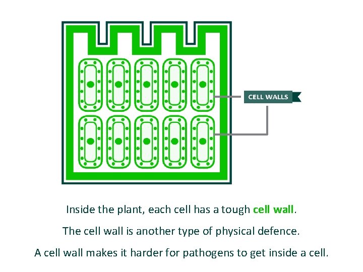 Inside the plant, each cell has a tough cell wall. The cell wall is