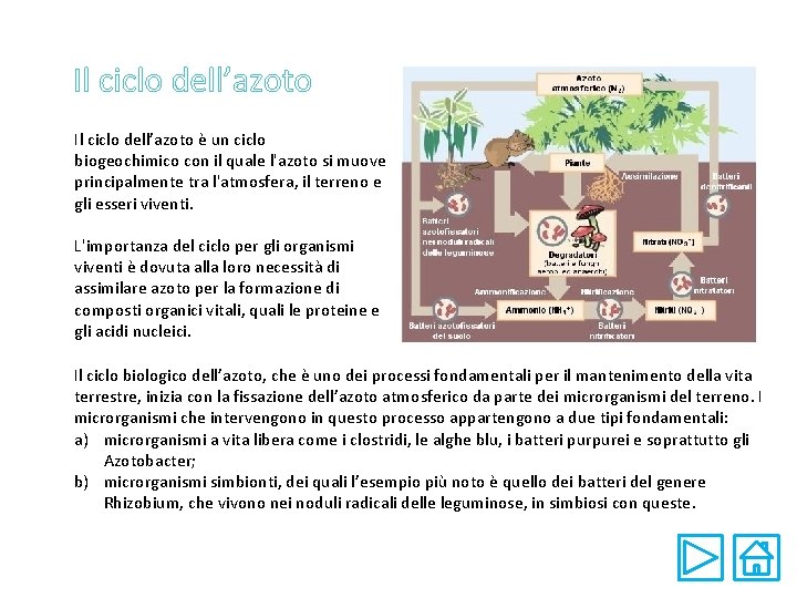 Il ciclo dell’azoto è un ciclo biogeochimico con il quale l'azoto si muove principalmente