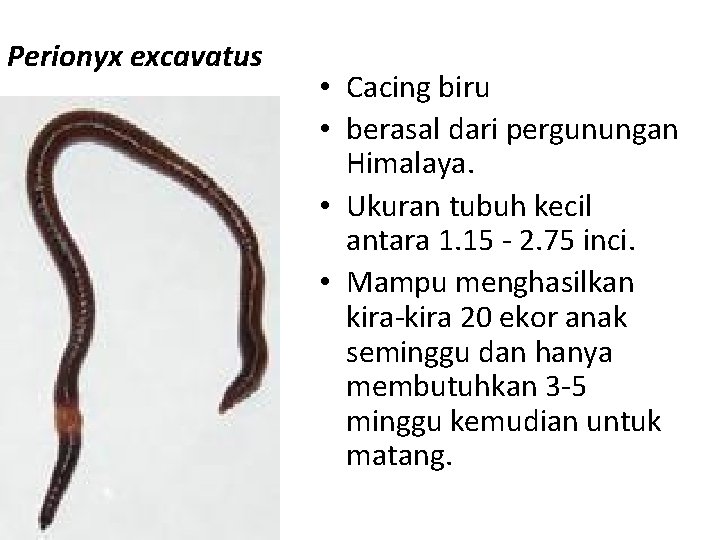 Perionyx excavatus • Cacing biru • berasal dari pergunungan Himalaya. • Ukuran tubuh kecil