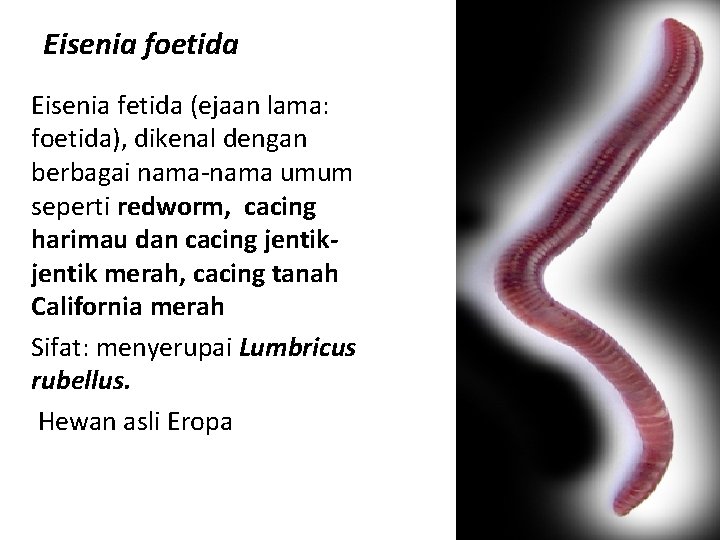 Eisenia foetida Eisenia fetida (ejaan lama: foetida), dikenal dengan berbagai nama-nama umum seperti redworm,