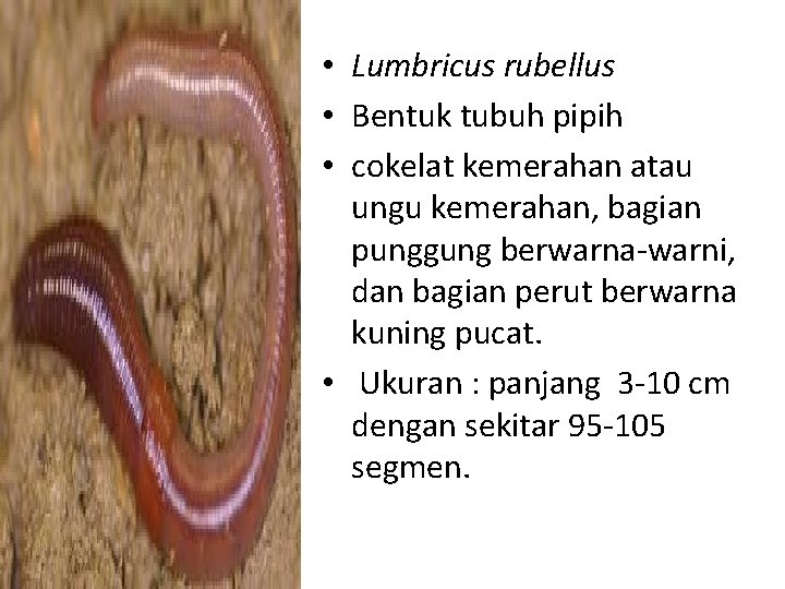  • Lumbricus rubellus • Bentuk tubuh pipih • cokelat kemerahan atau ungu kemerahan,