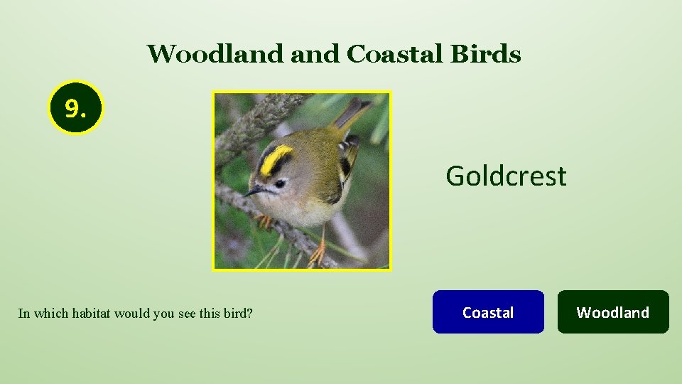 Woodland Coastal Birds 9. Goldcrest In which habitat would you see this bird? Coastal