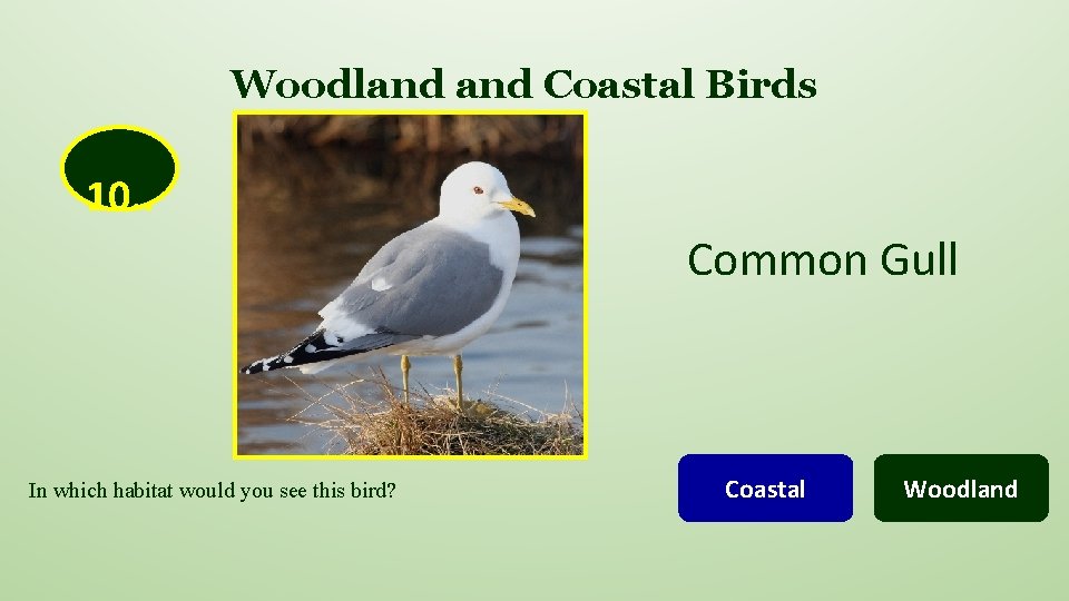 Woodland Coastal Birds 10. . Common Gull In which habitat would you see this