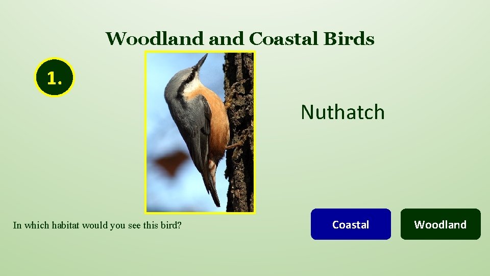 Woodland Coastal Birds 1. Nuthatch In which habitat would you see this bird? Coastal