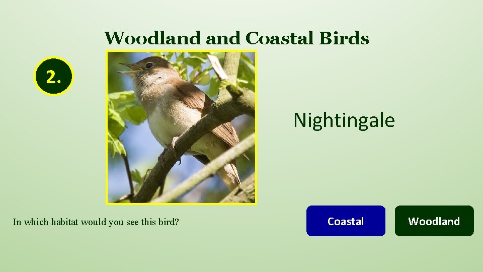 Woodland Coastal Birds 2. Nightingale In which habitat would you see this bird? Coastal