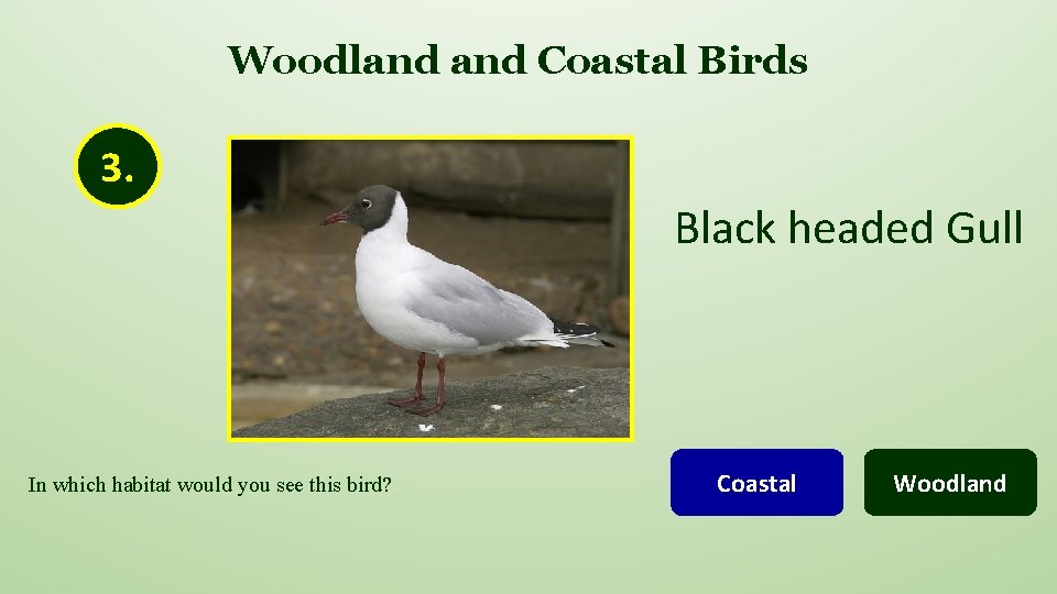 Woodland Coastal Birds 3. Black headed Gull In which habitat would you see this