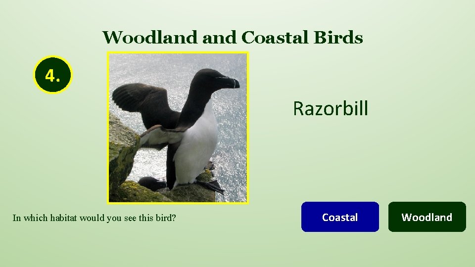 Woodland Coastal Birds 4. Razorbill In which habitat would you see this bird? Coastal