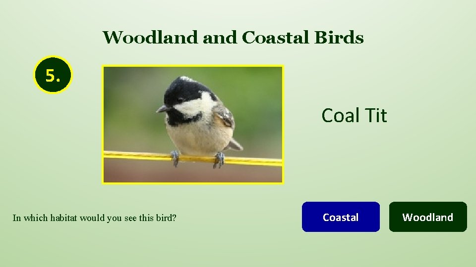 Woodland Coastal Birds 5. Coal Tit In which habitat would you see this bird?