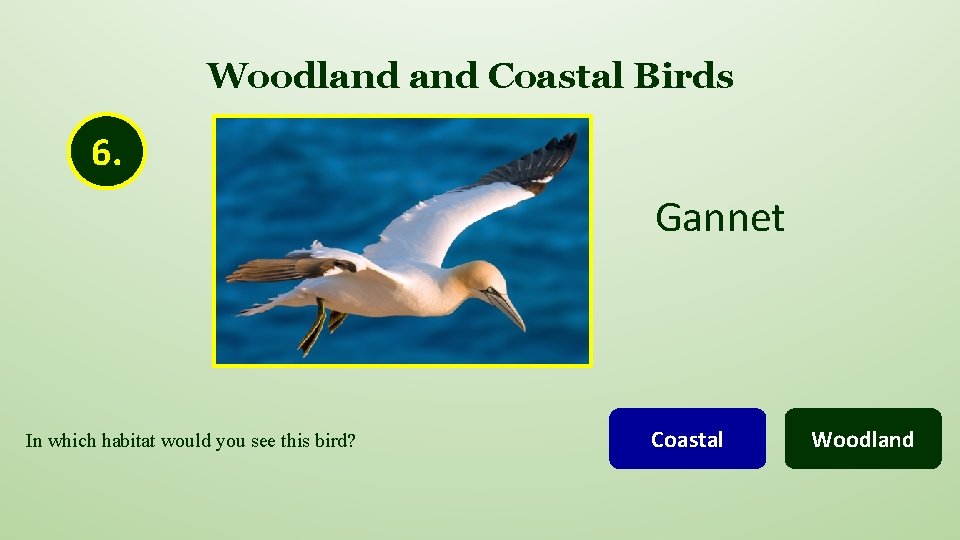 Woodland Coastal Birds 6. Gannet In which habitat would you see this bird? Coastal