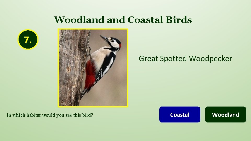 Woodland Coastal Birds 7. Great Spotted Woodpecker In which habitat would you see this