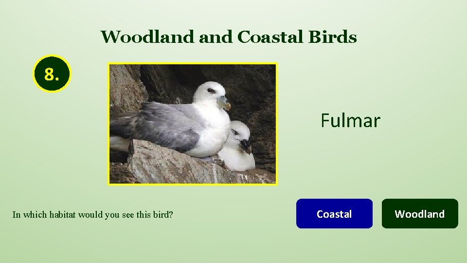 Woodland Coastal Birds 8. Fulmar In which habitat would you see this bird? Coastal