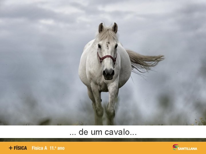 . . . de um cavalo. . . 